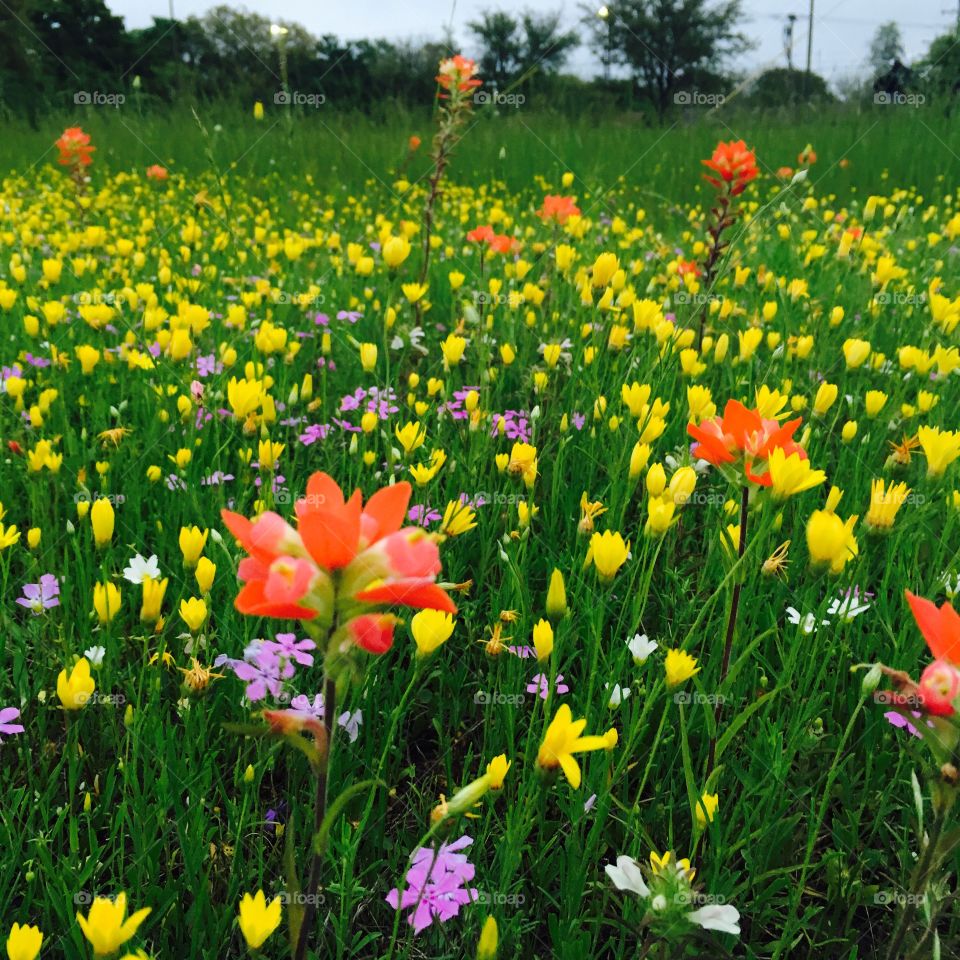 Flower, Nature, Summer, Field, Flora