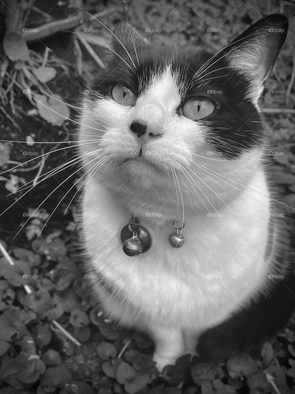 Black and white photograph of a black and white cat looking at camera. Close up of face