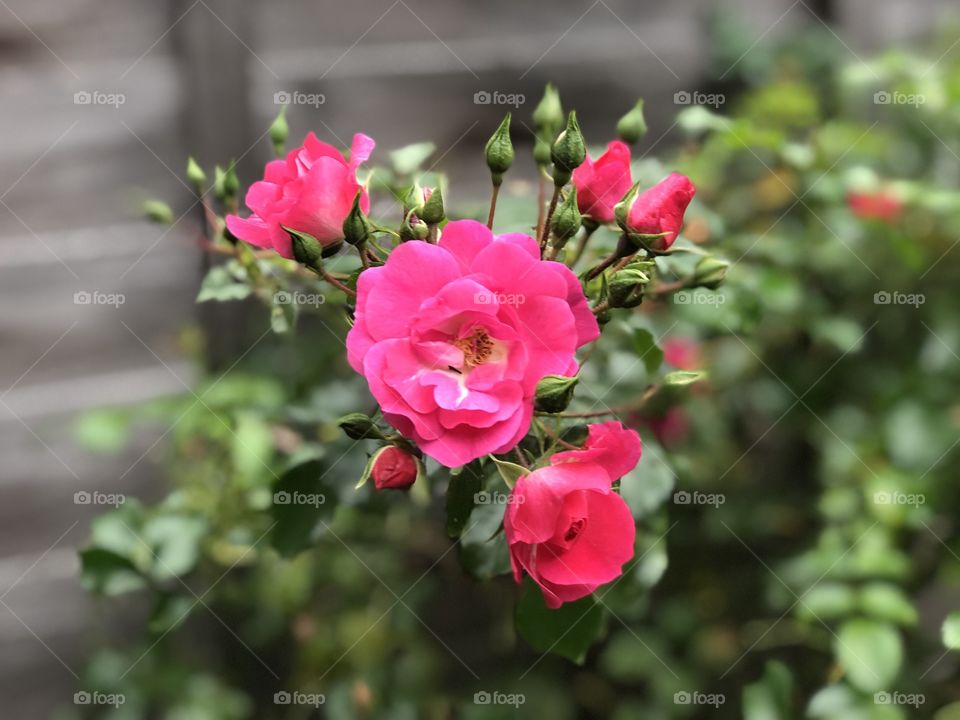 Flower, Nature, Garden, Rose, Flora