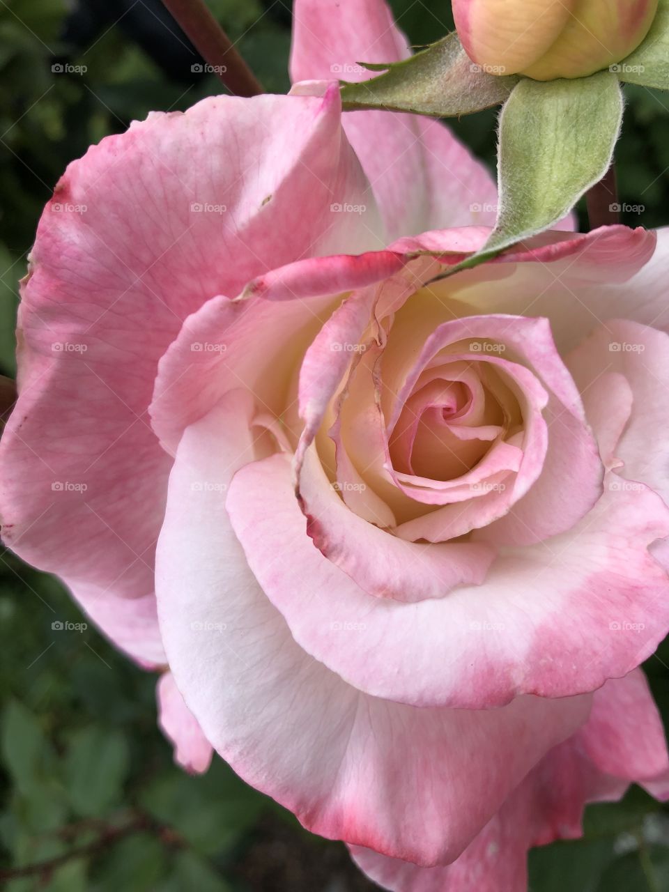 #DELIGHTFULYPINKROSE