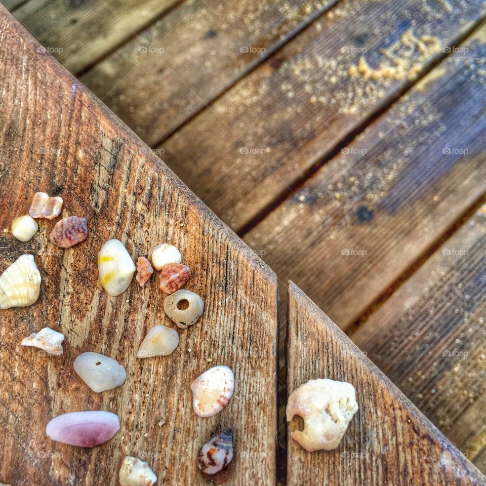 Seashells on wood
