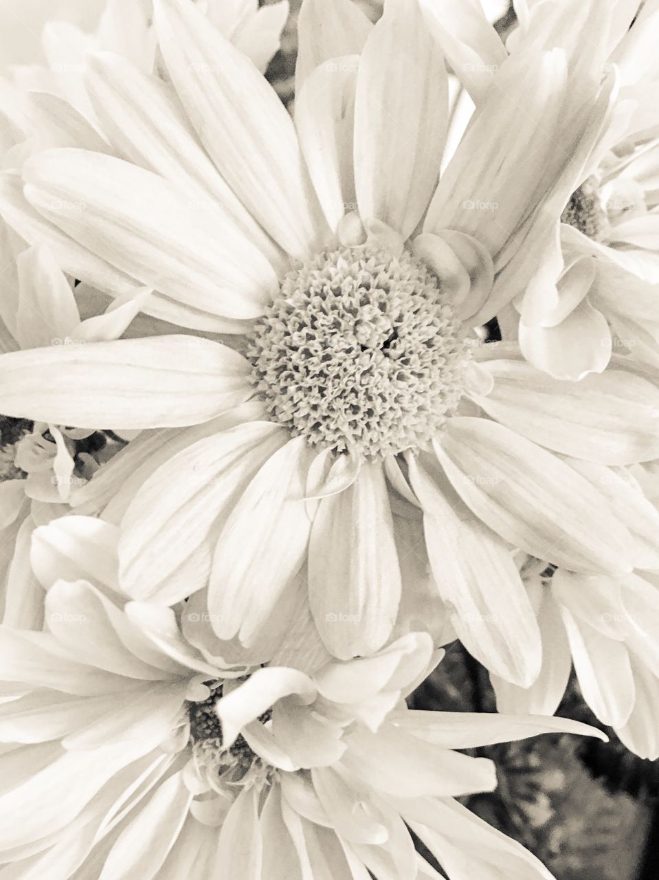 White on white Mono delicate soft closeup daisy for romance, perfect as background or for text