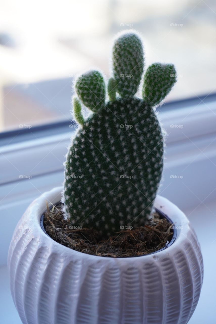 cactus