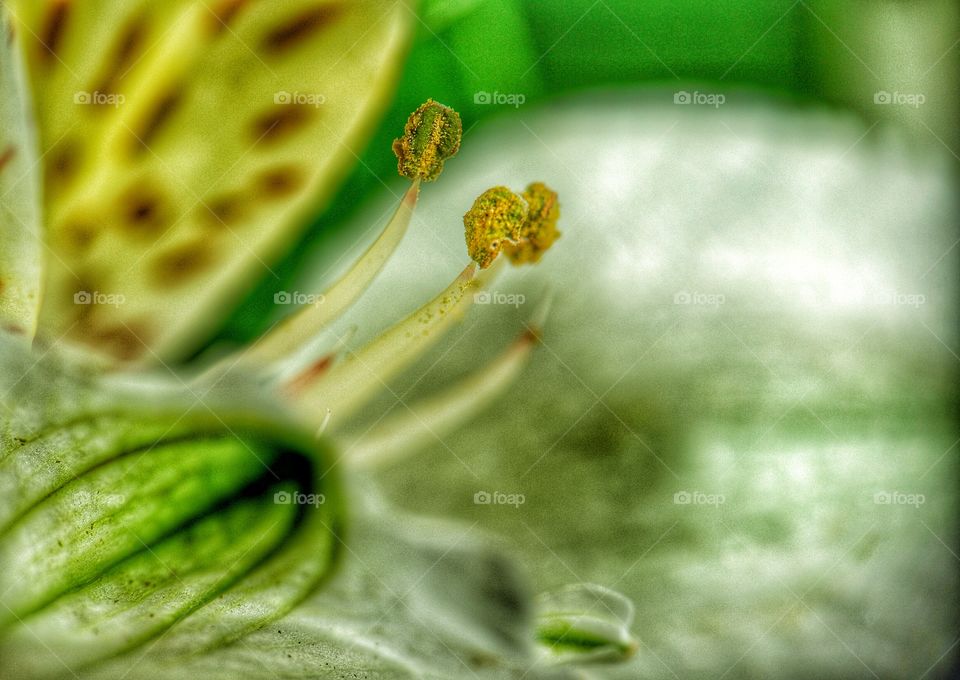 Pollen stamen close 