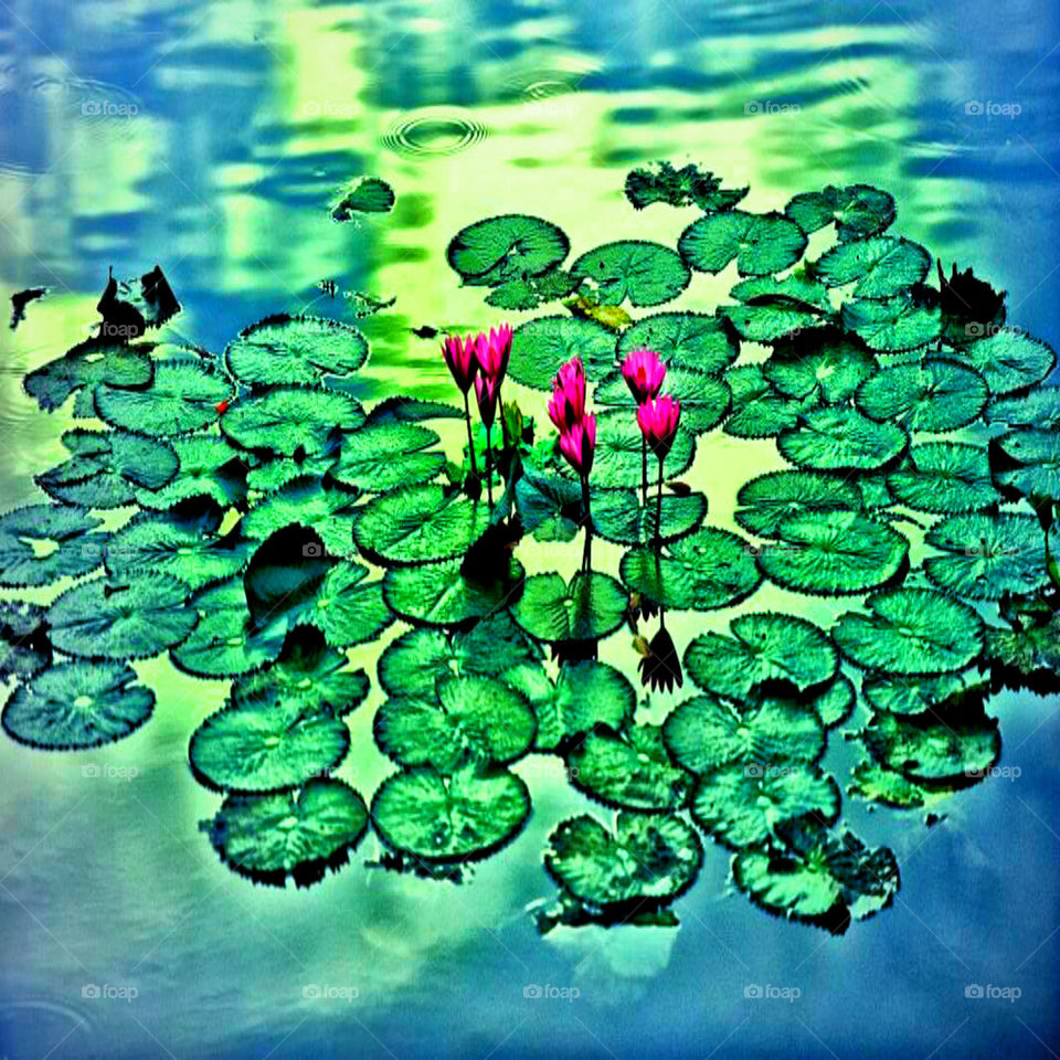 lily pad