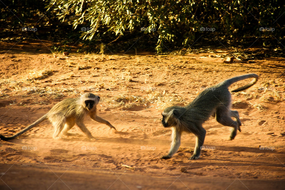 Moment frozen in time. These monkeys are having a ball while the adults are out searching for food