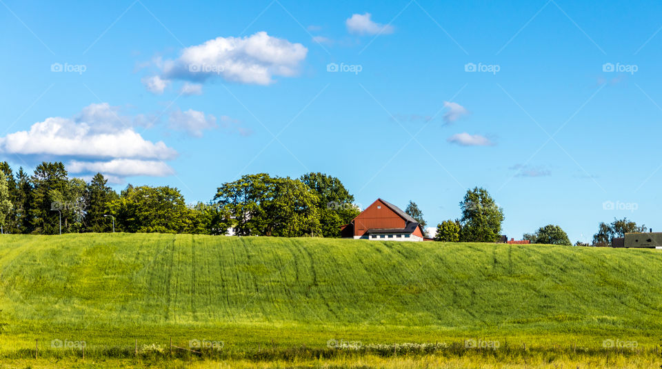 very traditional Swedish countryside with the red barn and green pasture.