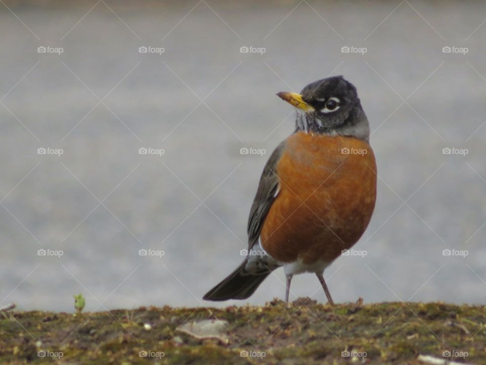 Robin Red Breast