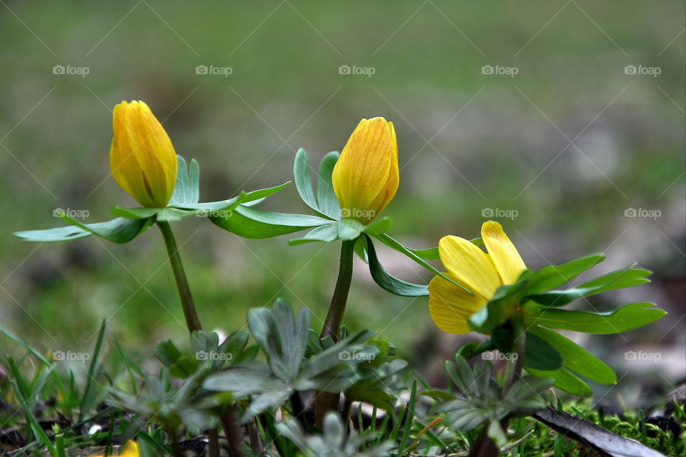 winter spring yellow plants by perkapara