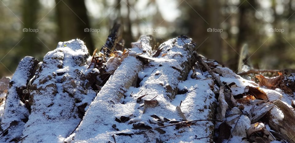 Holzstapel beschneit mit Blättern,  frostig im Wald vor Bäumen im Hintergrund