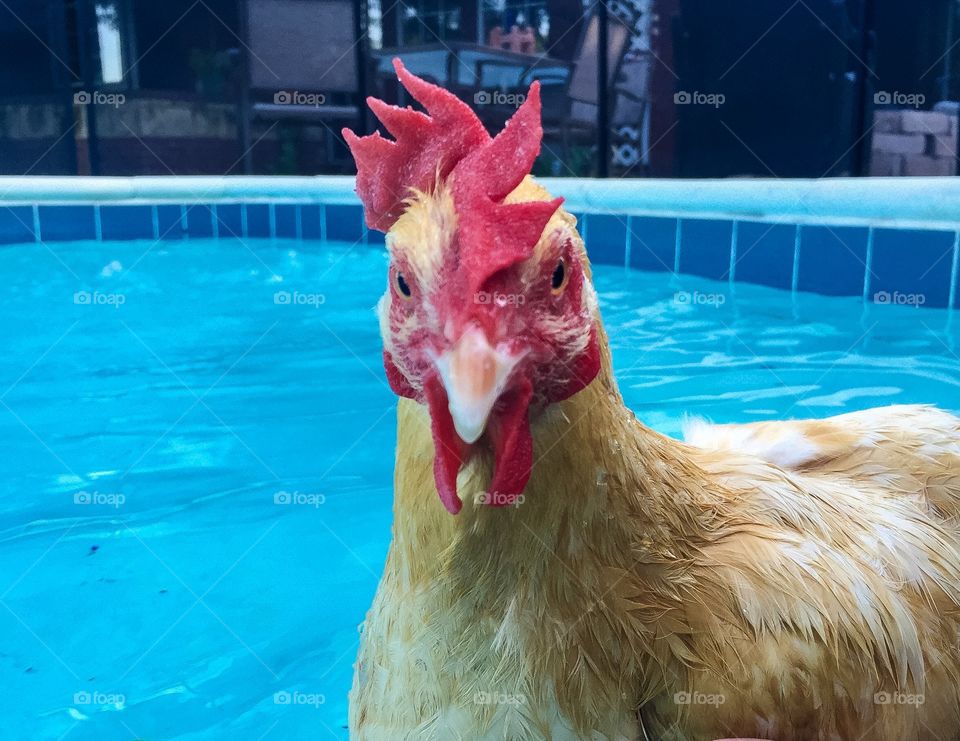 Swimming Chicken