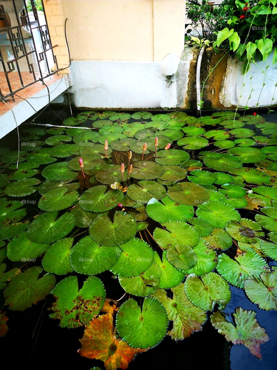 water lily leaves