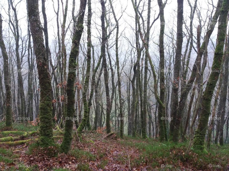 Wood, Landscape, Tree, No Person, Nature