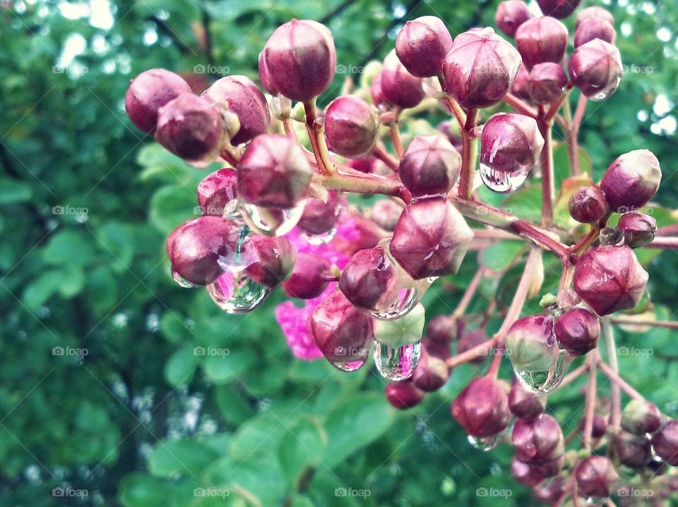 raindrops on flower buds