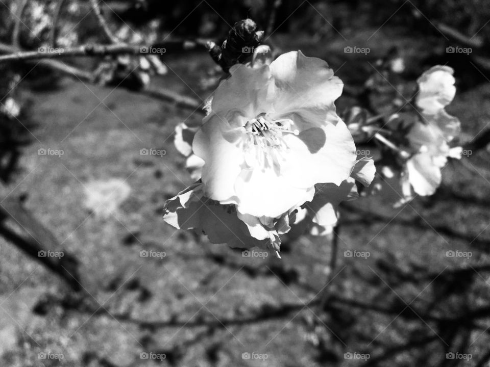 Sakura flower