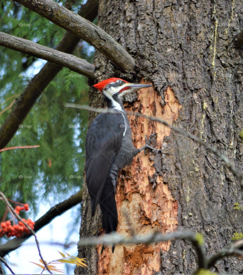 Woodpecker 