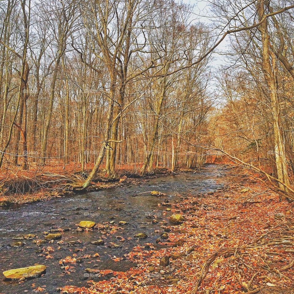 Stream flowing through woodland