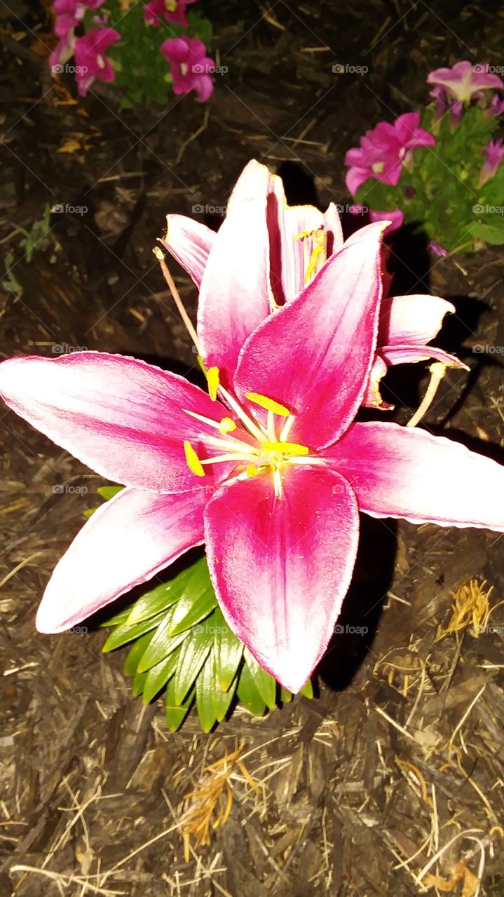 Different stages of the changes in the blooming process