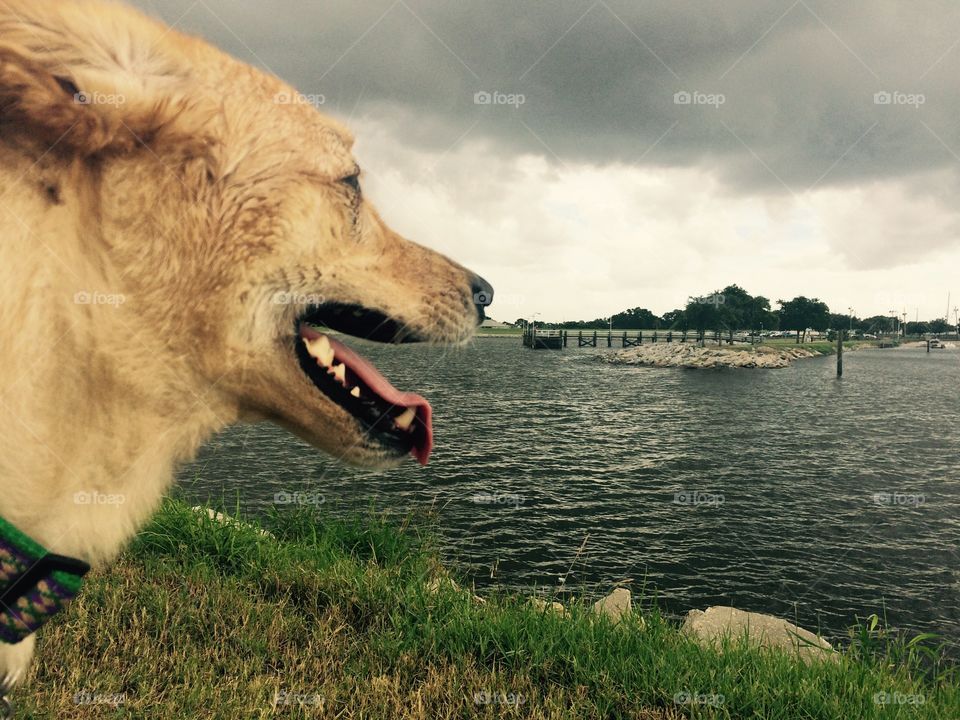 Yellow Labrador / German Shepard mix rescued from local shelter to his forever home. 