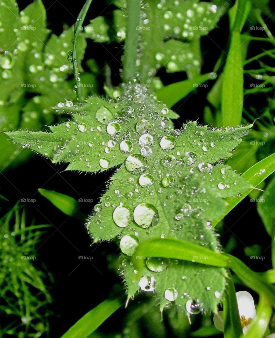Poppy leaf with raindrops