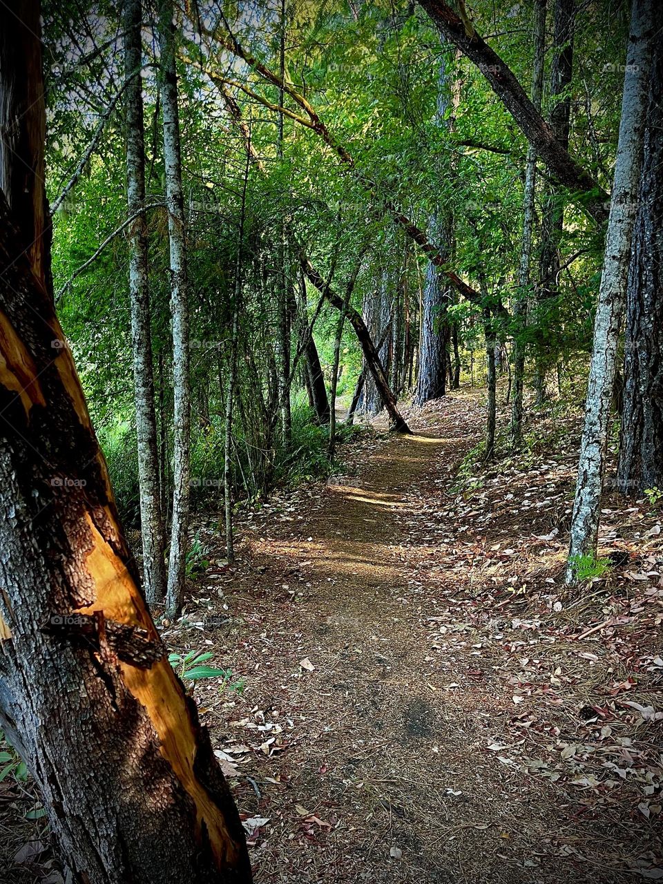 Forest Trail