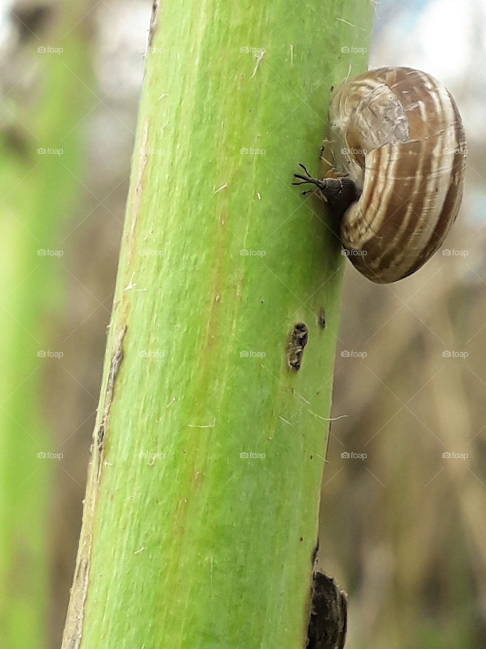 snail  plant stem rest nature calm shelter shed friend tiny little insect bug protect