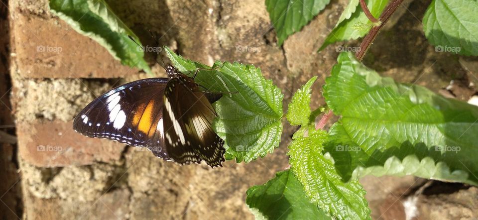 Beautiful butterfly perched on a leaf in the garden