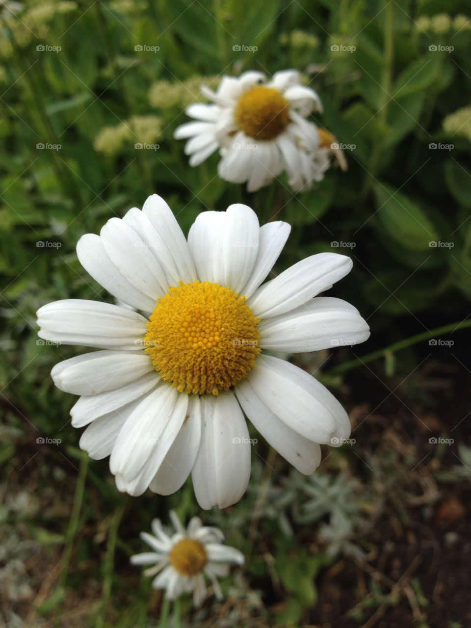 sweden flowers yellow flora by nesty