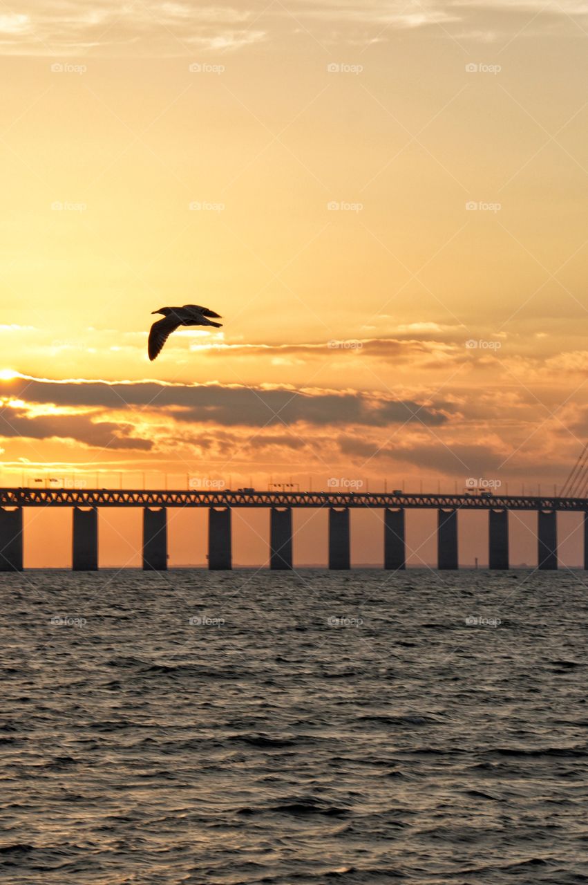 Seagull by the bridge