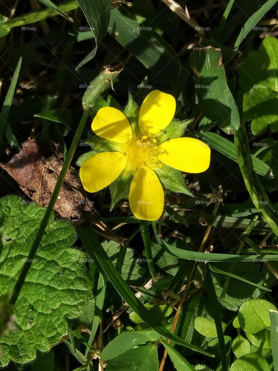 strawberry blossom