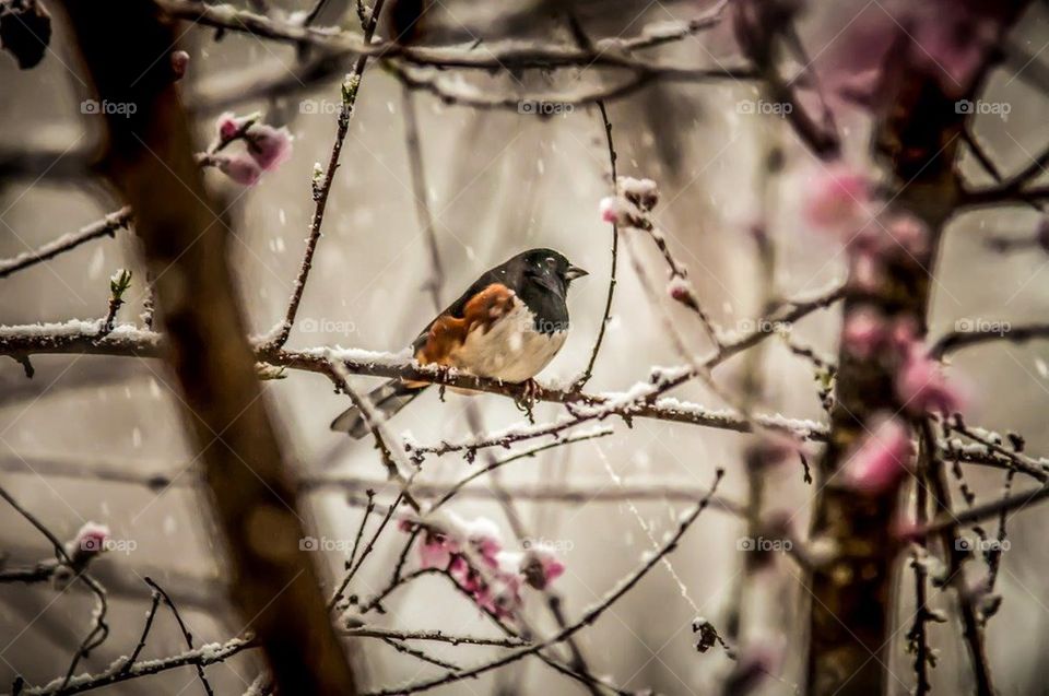 bird on peach tree in snow
