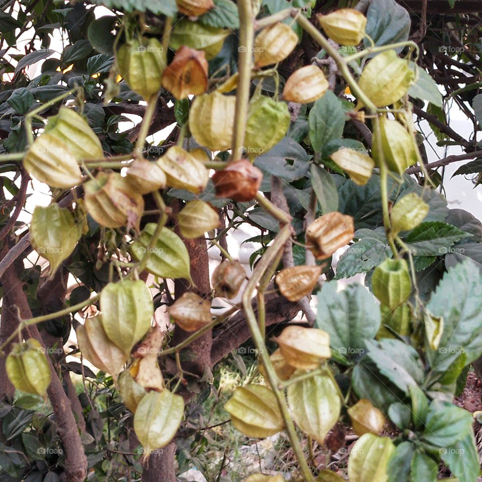 makoy fruits