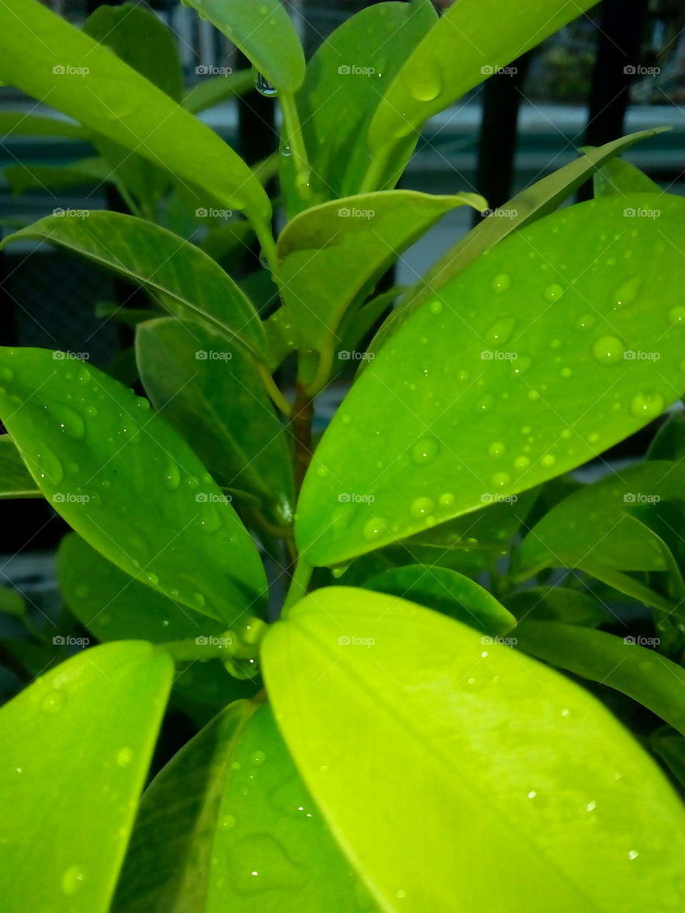 beautiful rain drops on leaves