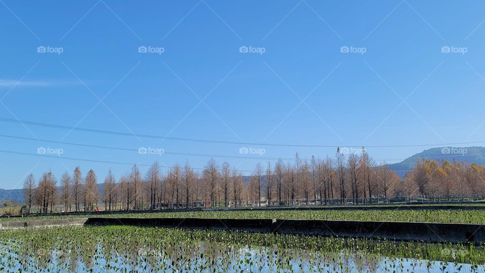 Bald Cypress