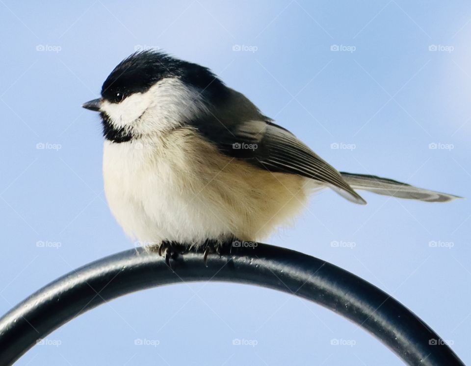 Gorgeous bird photos!! 