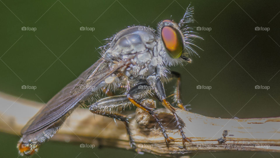 Macro closeup on robberfly reflects their notoriously aggressive predatory habits they feed mainly on other insects and as a rule they wait in ambush and catch their prey in flight.