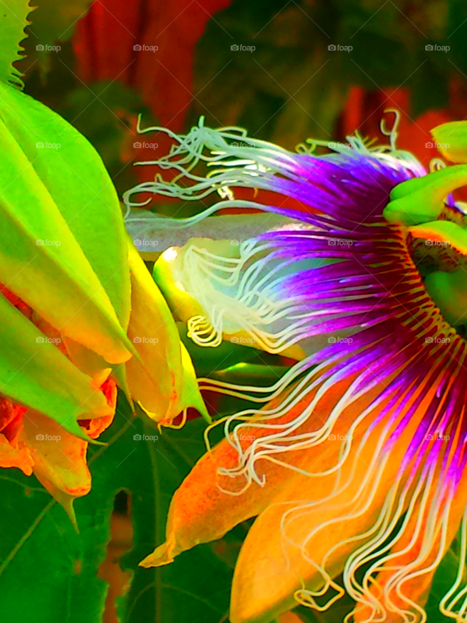 "Beautiful Passion Flowers"