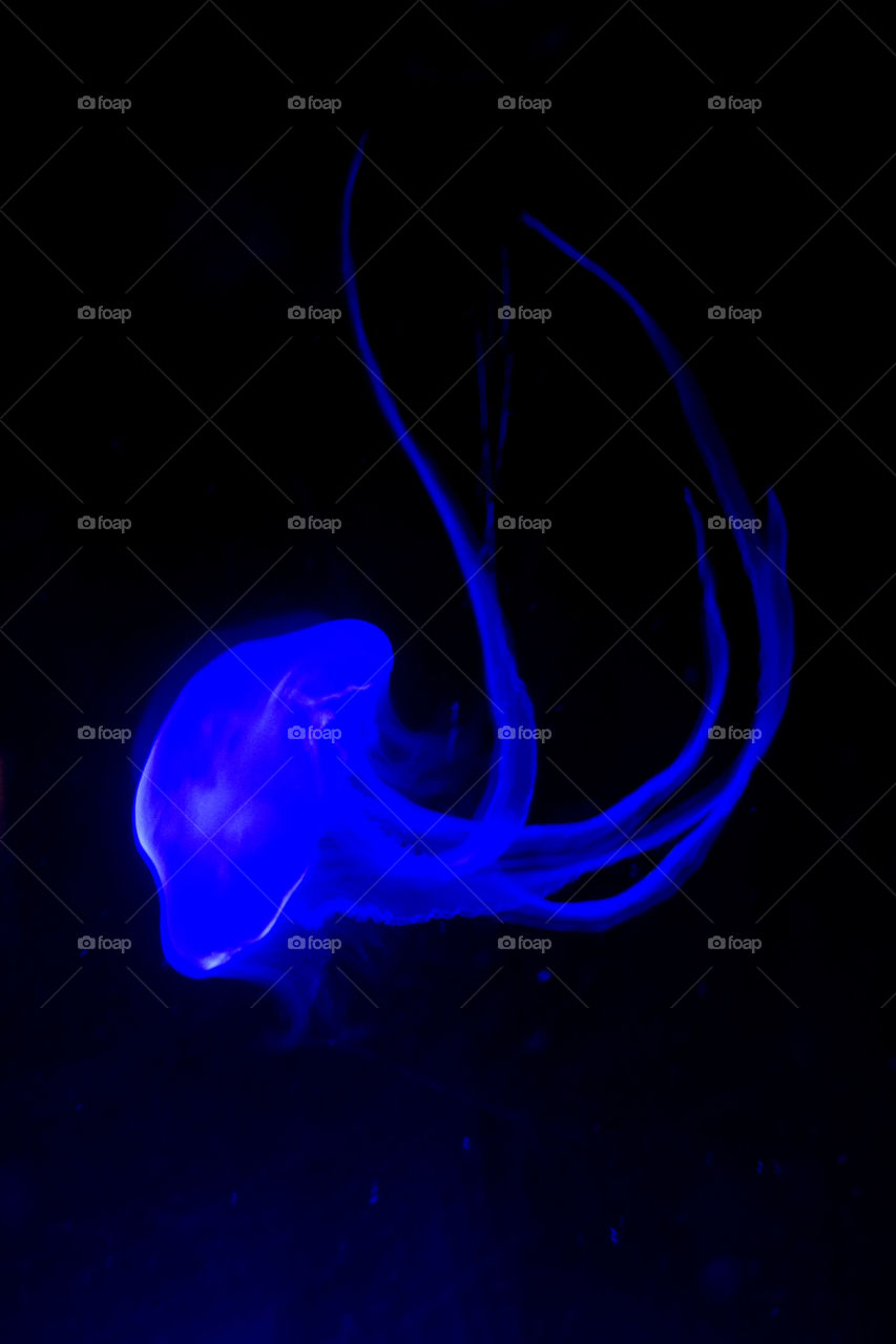 Jellyfish under blue lighting