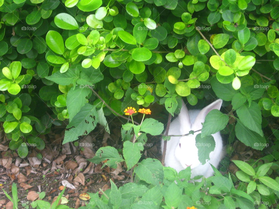 White bunny next to two flowers in the bush.