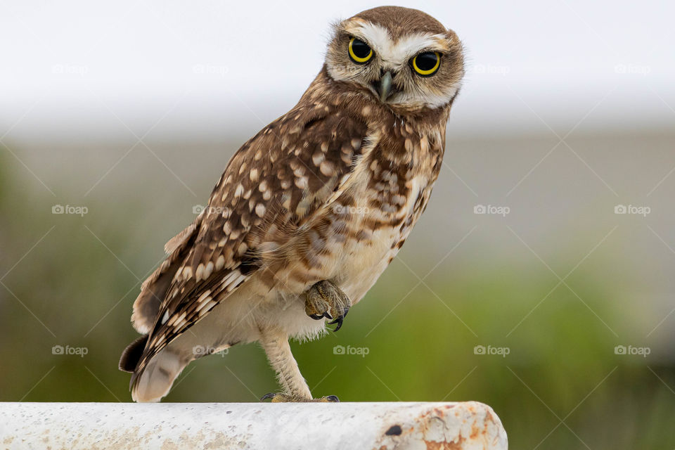 Lonely owl on a soccer goal with piercing gaze