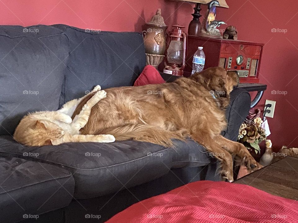 Relaxed and Sleeping On Dog 