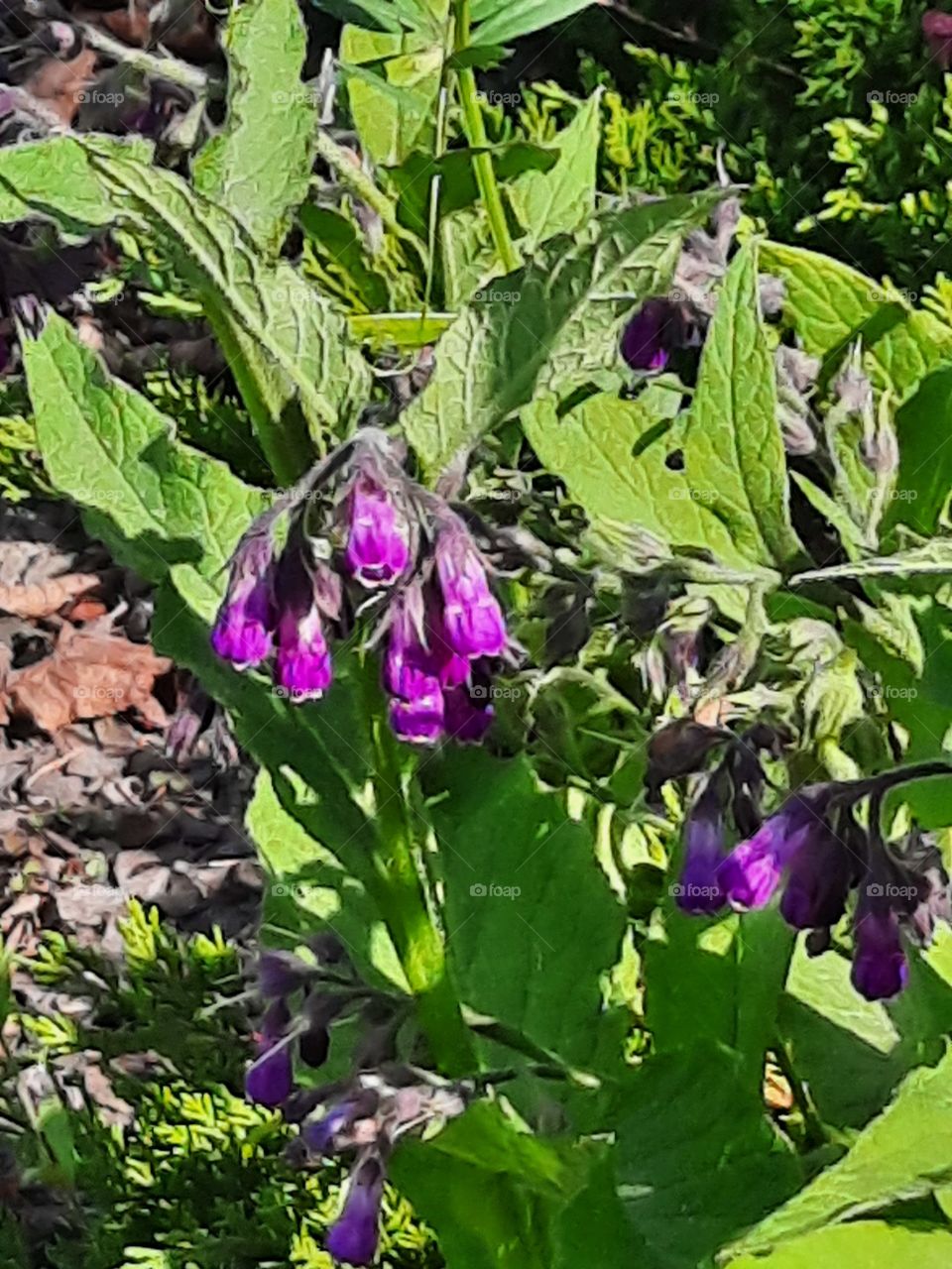 purple flowers of camphrey in sunshine