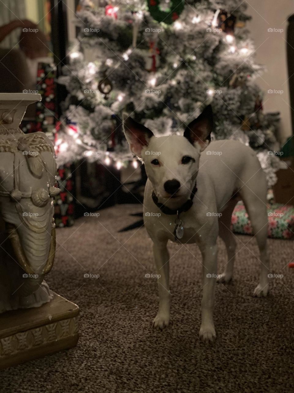 Cute dog in front of Christmas tree.