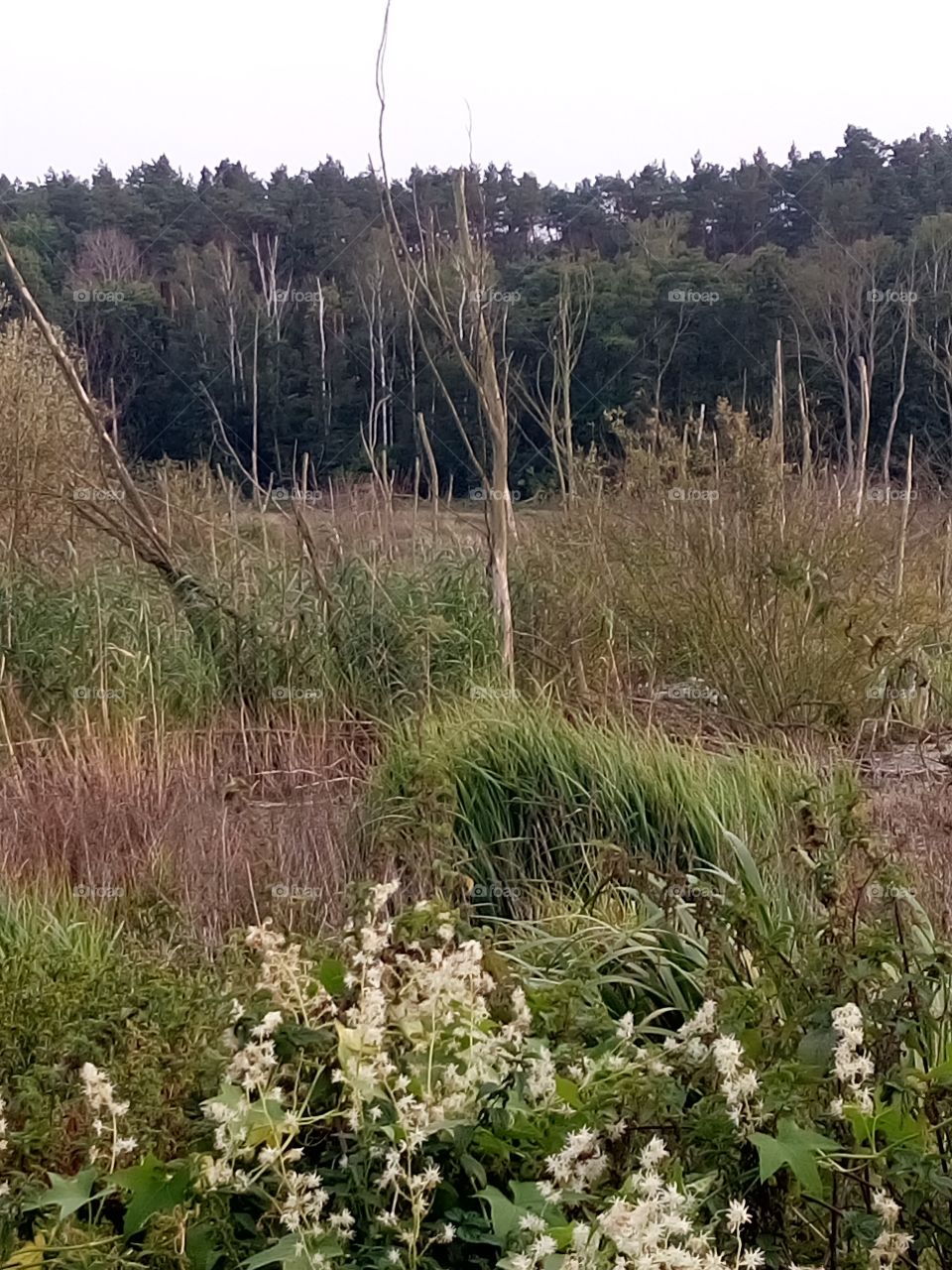 polish nature,  at the river pool