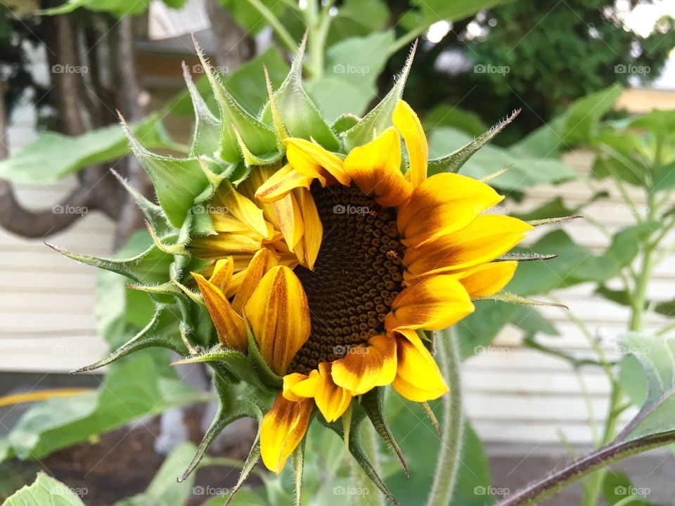 Sunflower