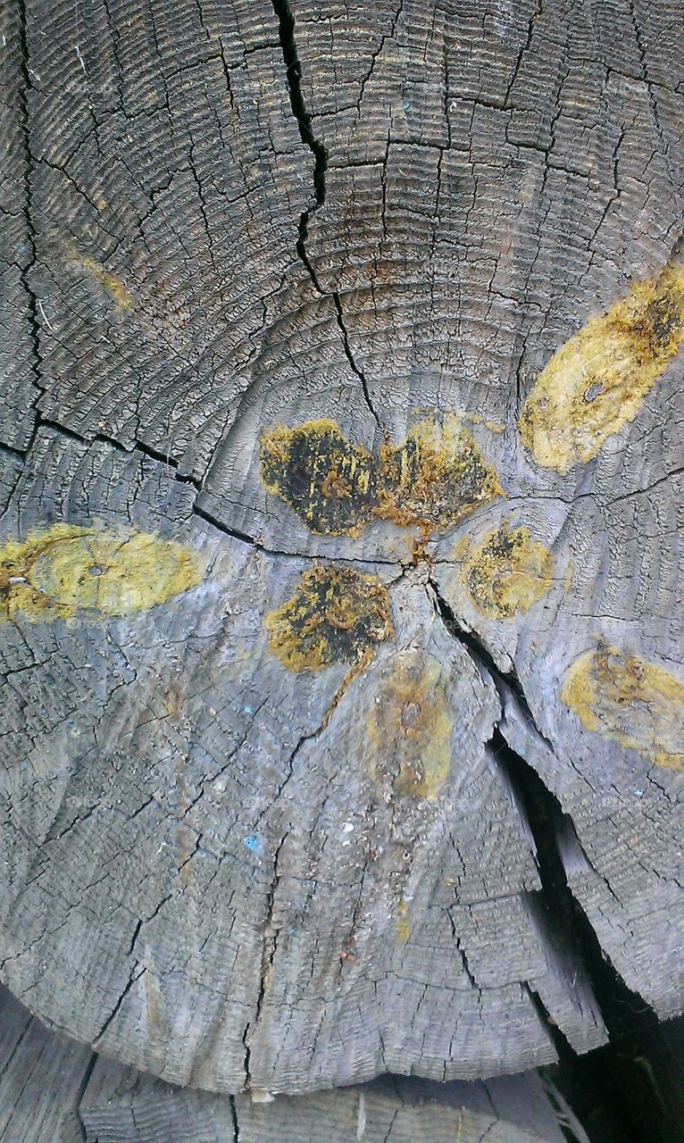 wood texture