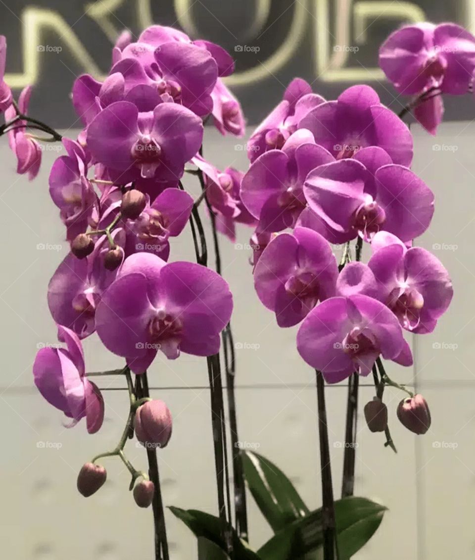 Moth orchid is the ideal flower—colorful, long-lasting, and simple to grow.