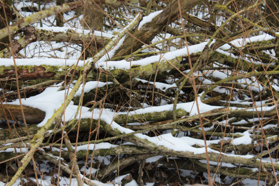 snow winter nature wood by twilite