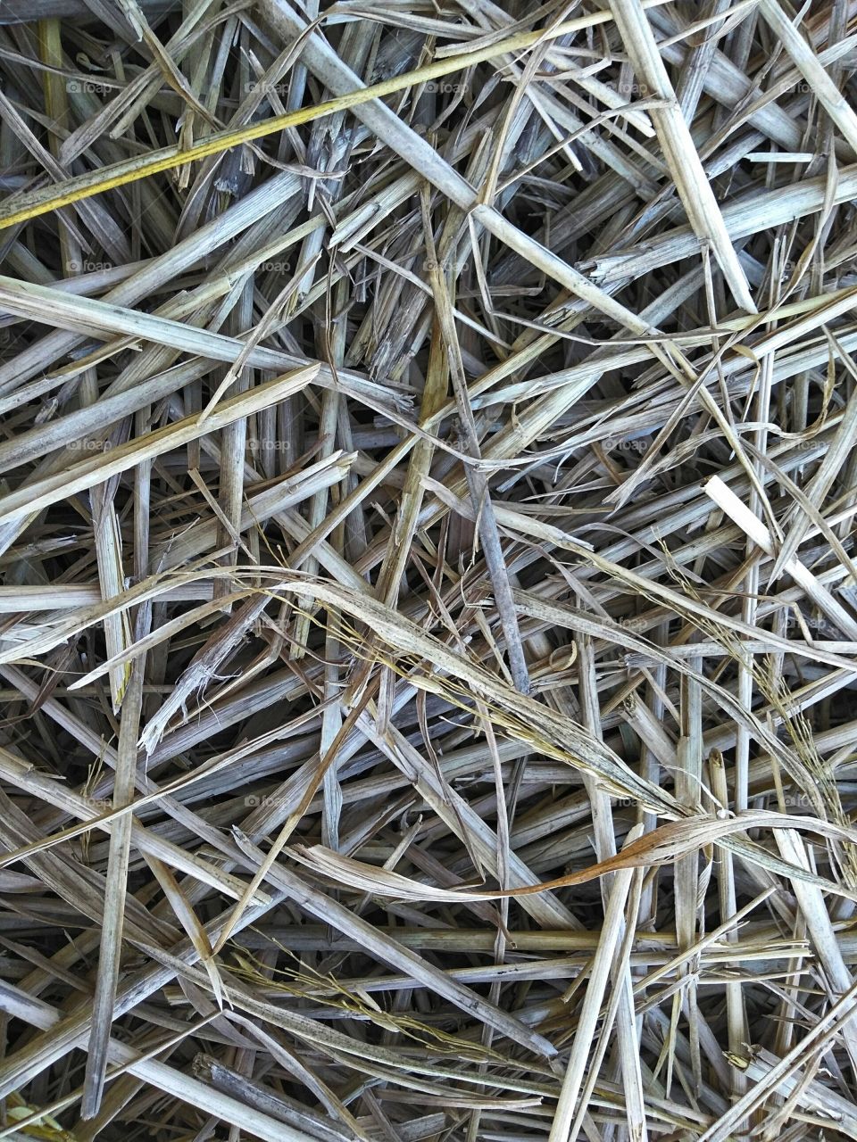 dried grass fibers
