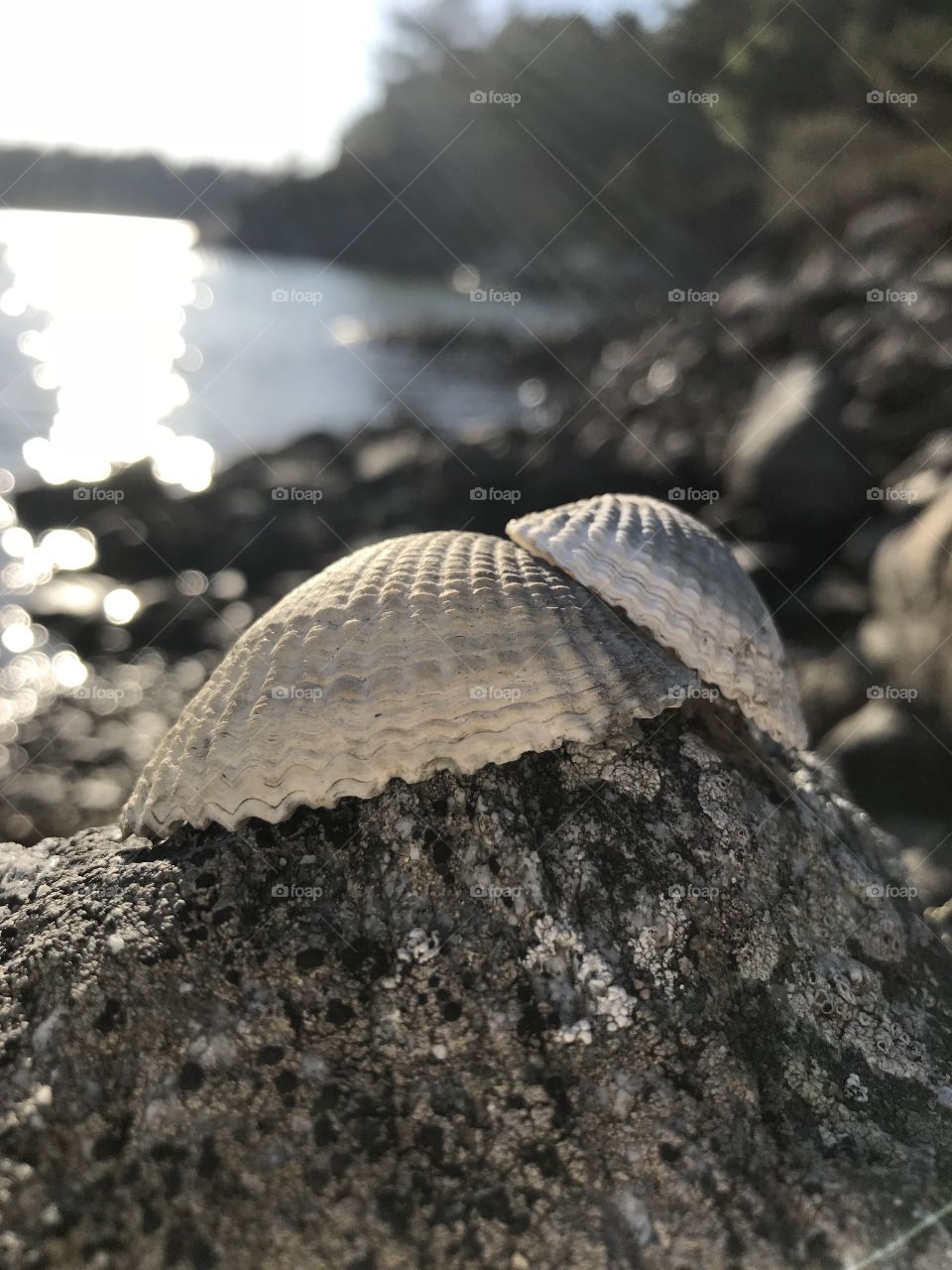 Nice shells laying on a stone with water in the background.                                      